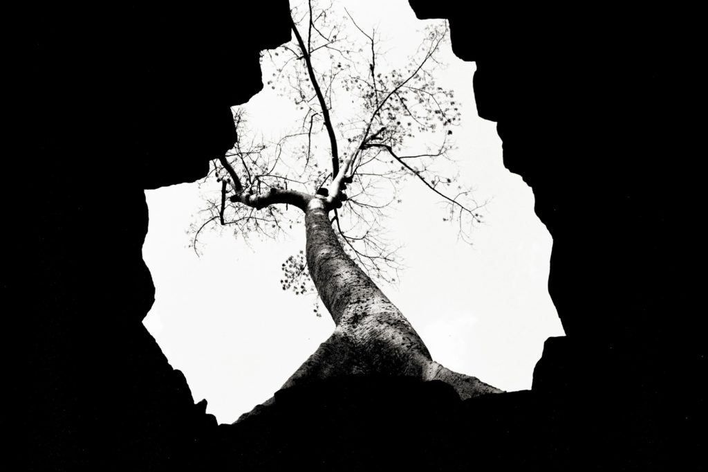 Image of a tree through hole in the ground